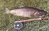 Cains River Trout