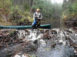 Cains River Enhancement