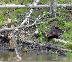 Cains River Salmon Enhancement
